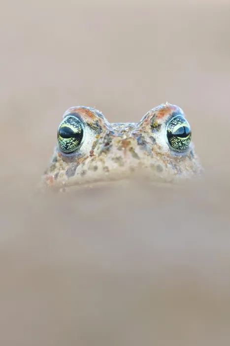 Framed Print : RF - Natterjack toad (Epidalea calamita) portrait, Millingerwaard, The Netherlands. April. (This image may be licensed either as rights managed or royalty free.) Framed Print : RF - Natterjack toad (Epidalea calamita) portrait, Millingerwaard, The Netherlands. April. (This image may be licensed either as rights managed or royalty free.)