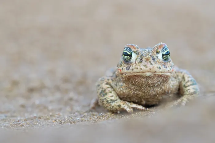 Framed Print : RF - Natterjack toad (Epidalea calamita) portrait, Millingerwaard, The Netherlands. April. (This image may be licensed either as rights managed or royalty free.) Framed Print : RF - Natterjack toad (Epidalea calamita) portrait, Millingerwaard, The Netherlands. April. (This image may be licensed either as rights managed or royalty free.)