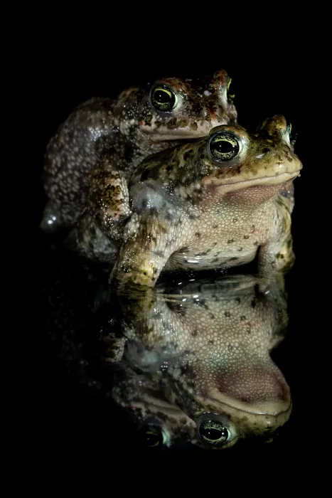 Framed Print : RF - Natterjack toads (Epidalea calamita) pair in amplexus at night, Nijmegen, The Netherlands. May. (This image may be licensed either as rights managed or royalty free.) Framed Print : RF - Natterjack toads (Epidalea calamita) pair in amplexus at night, Nijmegen, The Netherlands. May. (This image may be licensed either as rights managed or royalty free.)