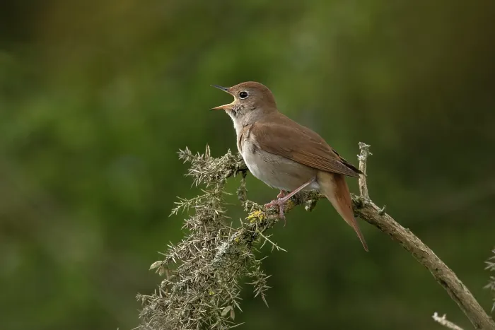 Framed Print : RF - Nightingale (Luscinia megarhynchos) perched on branch, singing, Westleton Heath, Suffolk, England, UK. April Framed Print : RF - Nightingale (Luscinia megarhynchos) perched on branch, singing, Westleton Heath, Suffolk, England, UK. April