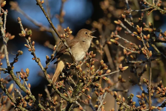 Framed Print : RF - Nightingale (Luscinia megarhynchos) perched in tree singing, Maidscross Hill, Suffolk, UK. April. (This image may be licensed either as rights managed or royalty free.) Framed Print : RF - Nightingale (Luscinia megarhynchos) perched in tree singing, Maidscross Hill, Suffolk, UK. April. (This image may be licensed either as rights managed or royalty free.)
