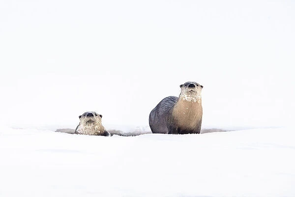 RF - North American river otters (Lutra canadiensis) on the frozen river edge