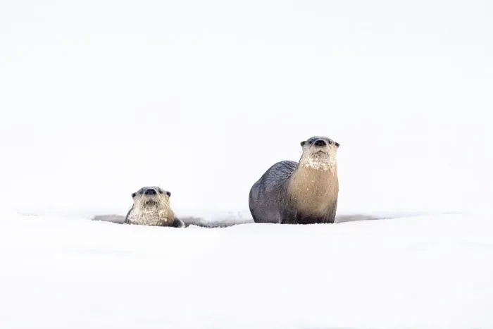Framed Print : RF - North American river otters (Lutra canadiensis) on the frozen river edge Framed Print : RF - North American river otters (Lutra canadiensis) on the frozen river edge