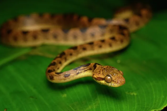 Framed Print : RF - Northern cat-eyed snake (Leptodeira septentrionalis) resting on leaf. Piedras Blancas National Park, near Osa Peninsula, Costa Rica Framed Print : RF - Northern cat-eyed snake (Leptodeira septentrionalis) resting on leaf. Piedras Blancas National Park, near Osa Peninsula, Costa Rica