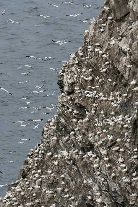 Framed Print : RF - Northern gannet (Morus bassanus), nesting colony at Hermaness National Scenic Area, Shetland, Scotland, UK