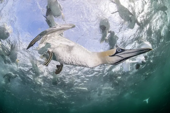 Framed Print : RF - Northern gannet (Morus bassanus) diving underwater to feed on discarded fish, Noss National Nature Reserve, Shetland Isles, Scotland, UK, Atlantic Ocean Framed Print : RF - Northern gannet (Morus bassanus) diving underwater to feed on discarded fish, Noss National Nature Reserve, Shetland Isles, Scotland, UK, Atlantic Ocean