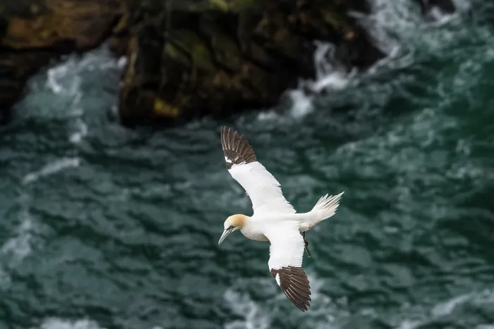 Framed Print : RF - Northern gannet (Morus bassanus) juvenile early 4th year. in flight, Hermaness National Scenic Area, Shetland, Scotland, UK. June Framed Print : RF - Northern gannet (Morus bassanus) juvenile early 4th year. in flight, Hermaness National Scenic Area, Shetland, Scotland, UK. June