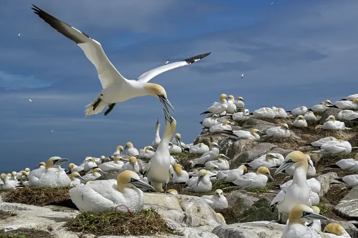 Framed Print : RF - Northern gannet (Morus bassanus) landing among the colony, Great Saltee Island, County Wexford, Republic of Ireland. June Framed Print : RF - Northern gannet (Morus bassanus) landing among the colony, Great Saltee Island, County Wexford, Republic of Ireland. June