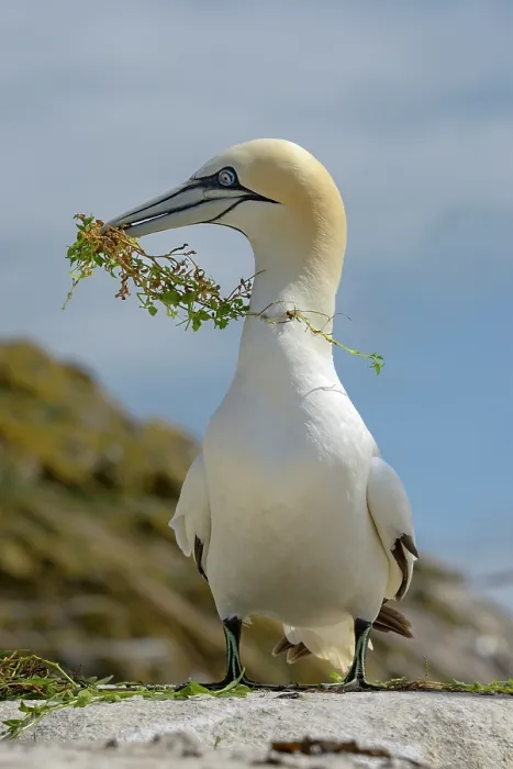 Framed Print : RF - Northern gannet (Morus bassanus) with nesting material in beak, Great Saltee Island, County Wexford, Republic of Ireland. June