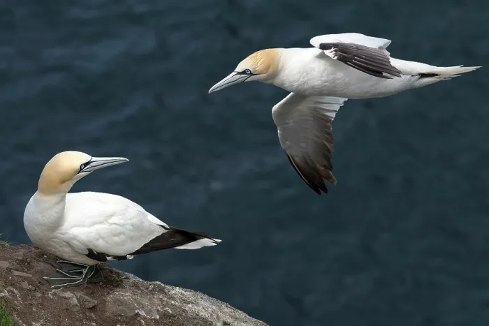 Framed Print : RF - Northern gannet (Morus bassanus) perched on cliff top and another in flight, Hermaness National Scenic Area, Shetland, Scotland, UK. June Framed Print : RF - Northern gannet (Morus bassanus) perched on cliff top and another in flight, Hermaness National Scenic Area, Shetland, Scotland, UK. June