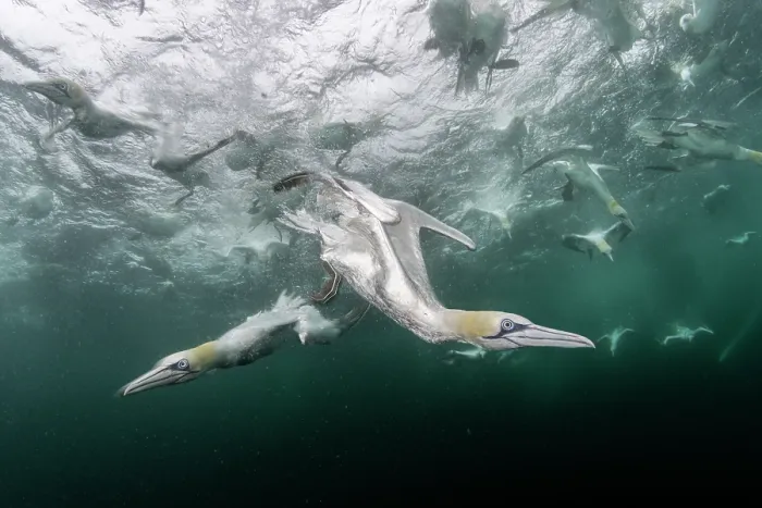 Framed Print : RF - Northern gannets (Morus bassanus) diving underwater to feed on discarded fish, Noss National Nature Reserve, Shetland Isles, Scotland, UK, Atlantic Ocean