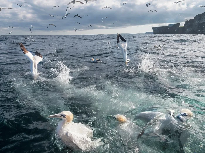 Framed Print : RF - Northern gannets (Morus bassanus) flock fishing, Noss, Shetland Islands, Scotland, UK, North Sea. July. (This image may be licensed either as rights managed or royalty free.) Framed Print : RF - Northern gannets (Morus bassanus) flock fishing, Noss, Shetland Islands, Scotland, UK, North Sea. July. (This image may be licensed either as rights managed or royalty free.)
