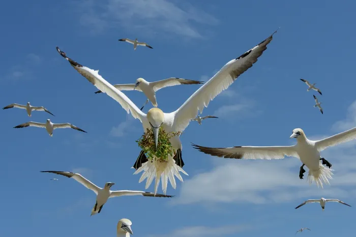 Framed Print : RF - Northern gannets (Morus bassanus) flock in flight, one carrying nesting material in beak, Great Saltee Island, County Wexford, Republic of Ireland. June Framed Print : RF - Northern gannets (Morus bassanus) flock in flight, one carrying nesting material in beak, Great Saltee Island, County Wexford, Republic of Ireland. June