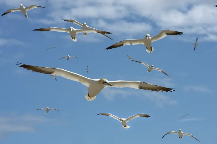 Framed Print : RF - Northern gannets (Morus bassanus) flock in flight, Great Saltee Island, County Wexford, Republic of Ireland. June Framed Print : RF - Northern gannets (Morus bassanus) flock in flight, Great Saltee Island, County Wexford, Republic of Ireland. June