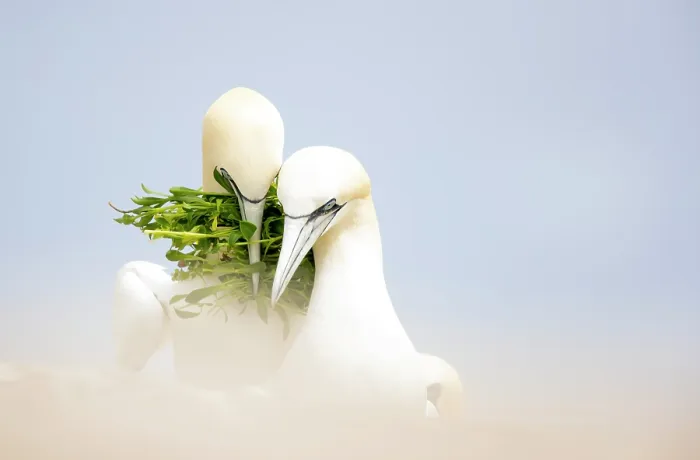 Framed Print : RF - Northern gannets (Morus bassanus) pair, side by side with nesting material in beak, Great Saltee Island, Republic of Ireland. May Framed Print : RF - Northern gannets (Morus bassanus) pair, side by side with nesting material in beak, Great Saltee Island, Republic of Ireland. May
