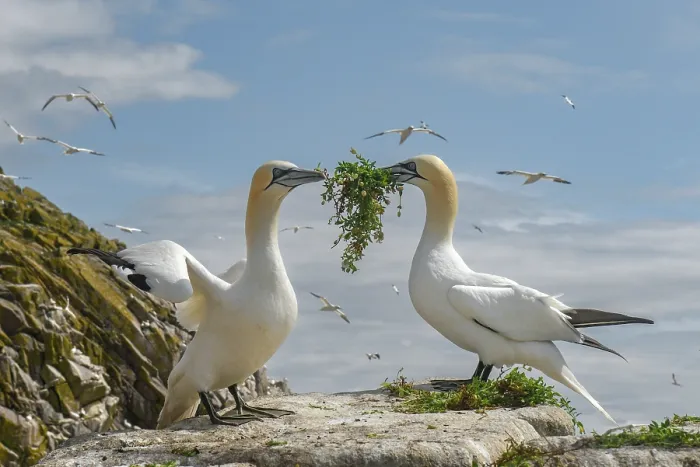 Framed Print : RF - Northern gannets (Morus bassanus) pair sharing nesting material, Great Saltee Island, County Wexford, Republic of Ireland. June Framed Print : RF - Northern gannets (Morus bassanus) pair sharing nesting material, Great Saltee Island, County Wexford, Republic of Ireland. June