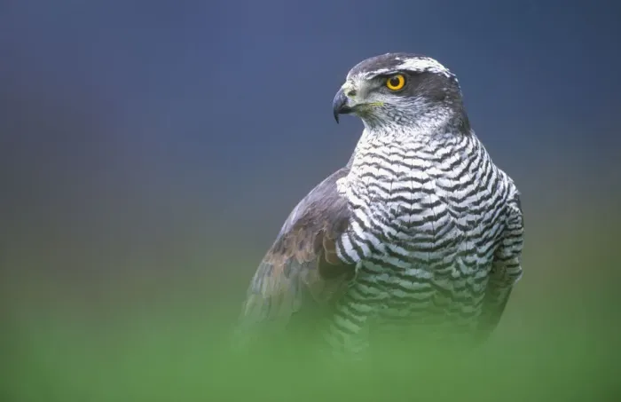 Framed Print : RF- Northern Goshawk (Accipiter gentilis) male close-up, Scotland Framed Print : RF- Northern Goshawk (Accipiter gentilis) male close-up, Scotland