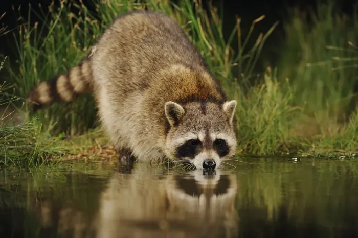 Framed Print : RF- Northern Raccoon (Procyon lotor) drinking from wetland lake. Fennessey Ranch Framed Print : RF- Northern Raccoon (Procyon lotor) drinking from wetland lake. Fennessey Ranch