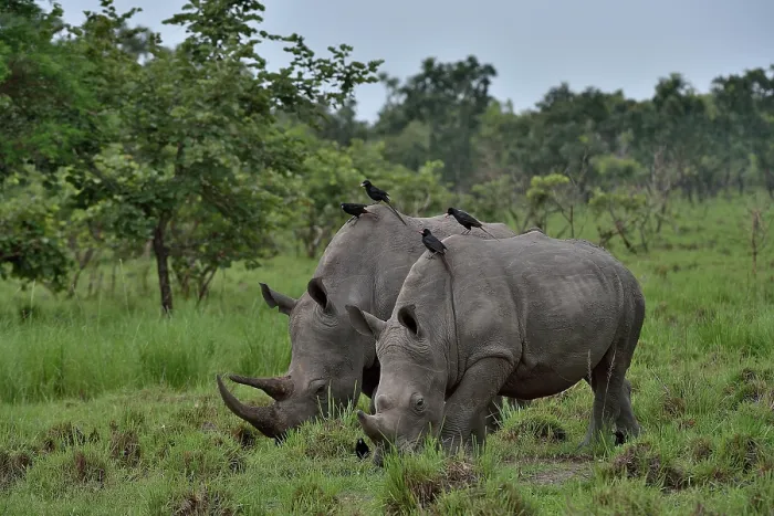 Framed Print : RF - Two Northern white rhinos (Ceratotherium simum cottoni) grazing on grassland, Ziwa Rino sanctuary, Uganda. Critically endangered Framed Print : RF - Two Northern white rhinos (Ceratotherium simum cottoni) grazing on grassland, Ziwa Rino sanctuary, Uganda. Critically endangered