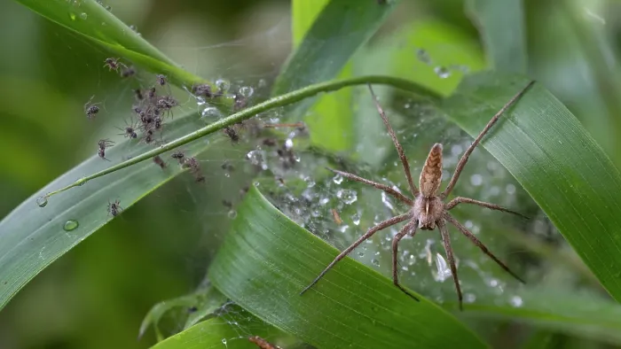 Framed Print : RF - Nursery web spider (Pisaura mirabilis) on web guarding spiderlings, Brasschaat, Belgium. August. (This image may be licensed either as rights managed or royalty free) Framed Print : RF - Nursery web spider (Pisaura mirabilis) on web guarding spiderlings, Brasschaat, Belgium. August. (This image may be licensed either as rights managed or royalty free)
