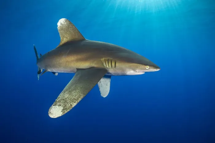 Framed Print : RF - Oceanic whitetip shark (Carcharhinus longimanus) swims in open waters Framed Print : RF - Oceanic whitetip shark (Carcharhinus longimanus) swims in open waters