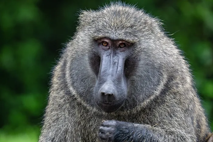 Framed Print : RF - Olive baboon (Papio anubis) head portrait, Uganda. (This image may be licensed either as rights managed or royalty free.) Framed Print : RF - Olive baboon (Papio anubis) head portrait, Uganda. (This image may be licensed either as rights managed or royalty free.)