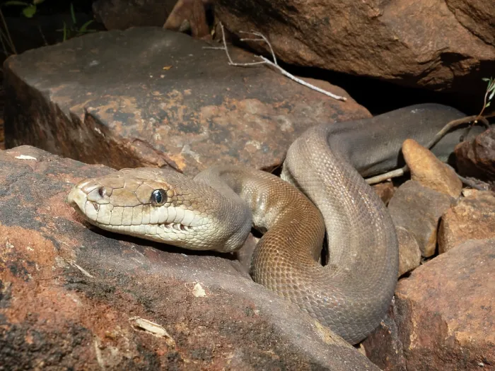 Framed Print : RF - Olive python (Liasis olivaceus) likely a female owing to large size, laying in wait for passing prey in a dry creek bed, Adelaide River Hills, Northern Territory, Australia Framed Print : RF - Olive python (Liasis olivaceus) likely a female owing to large size, laying in wait for passing prey in a dry creek bed, Adelaide River Hills, Northern Territory, Australia
