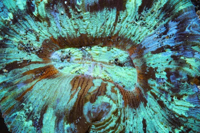 Framed Print : RF - Open brain coral (Trachyphyllia geoffroyi) lives in symbiosis with zooxanthellae Framed Print : RF - Open brain coral (Trachyphyllia geoffroyi) lives in symbiosis with zooxanthellae