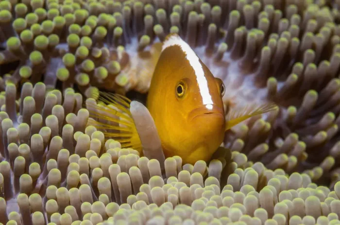 Framed Print : RF - Orange skunk clownfish (Amphiprion sandaracinos) in anemone, Puerto Galera, Philippines Framed Print : RF - Orange skunk clownfish (Amphiprion sandaracinos) in anemone, Puerto Galera, Philippines