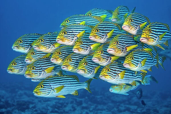 RF - Oriental sweetlips fish (Plectorhinchus vittatus) school swimming above a coral reef, Laamu Atoll, Maldives, Indian Ocean. (This image may be licensed either as rights managed or royalty free.)