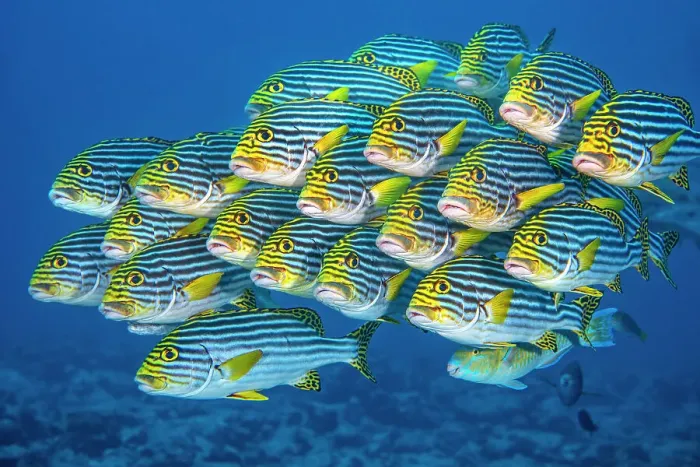 Framed Print : RF - Oriental sweetlips fish (Plectorhinchus vittatus) school swimming above a coral reef, Laamu Atoll, Maldives, Indian Ocean. (This image may be licensed either as rights managed or royalty free.) Framed Print : RF - Oriental sweetlips fish (Plectorhinchus vittatus) school swimming above a coral reef, Laamu Atoll, Maldives, Indian Ocean. (This image may be licensed either as rights managed or royalty free.)