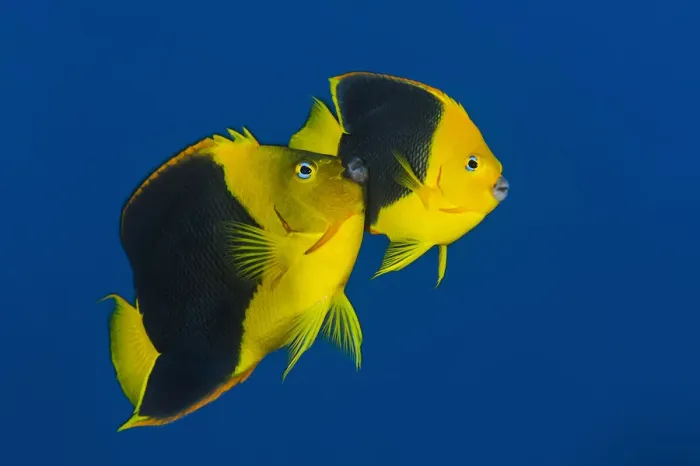 Framed Print : RF- Pair of Rock beauties (Holacanthus tricolor) spawning at dusk Framed Print : RF- Pair of Rock beauties (Holacanthus tricolor) spawning at dusk