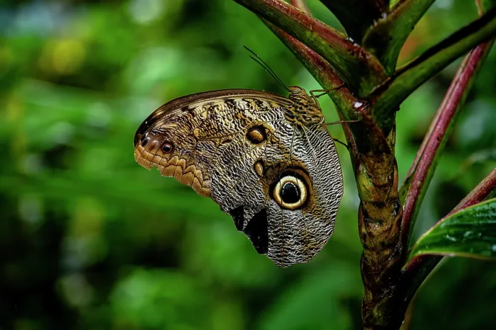 Framed Print : RF - Pale owl-butterfly (Caligo telamonius) resting on plant stem in a butterfly sanctuary, Guanacaste, Costa Rica