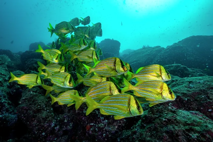 Framed Print : RF - Panamic porkfish (Anisotremus taeniatus) school swimming over seabed, Catalinas Islands, Costa Rica, Pacific Ocean Framed Print : RF - Panamic porkfish (Anisotremus taeniatus) school swimming over seabed, Catalinas Islands, Costa Rica, Pacific Ocean