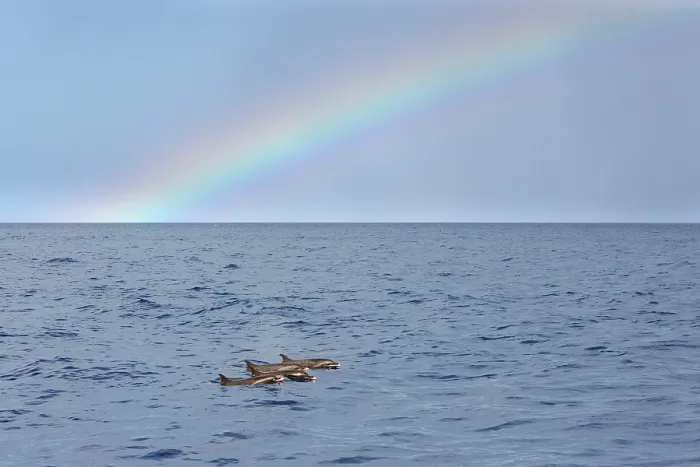 Framed Print : RF - Pantropical spotted dolphins (Stenella attenuata) small pod surfacing in front of rainbow, Dominica, Caribbean Sea Framed Print : RF - Pantropical spotted dolphins (Stenella attenuata) small pod surfacing in front of rainbow, Dominica, Caribbean Sea