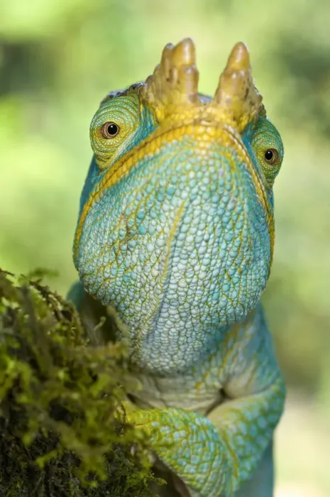 Framed Print : RF - Parsons chameleon (Calumma parsonii) portrait, Lowland rainforest understory Framed Print : RF - Parsons chameleon (Calumma parsonii) portrait, Lowland rainforest understory