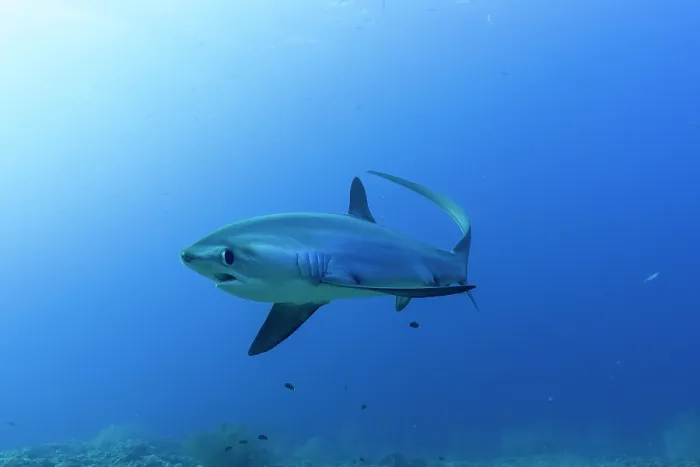 Framed Print : RF - Pelagic thresher shark (Alopias pelagicus) portrait, off Malapascua Island, Philippines, Pacific Ocean. Endangered Framed Print : RF - Pelagic thresher shark (Alopias pelagicus) portrait, off Malapascua Island, Philippines, Pacific Ocean. Endangered
