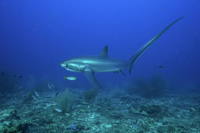Framed Print : RF - Pelagic thresher shark (Alopias pelagicus) swimming over seabed, off Malapascua Island, Philippines, Pacific Ocean. Endangered Framed Print : RF - Pelagic thresher shark (Alopias pelagicus) swimming over seabed, off Malapascua Island, Philippines, Pacific Ocean. Endangered