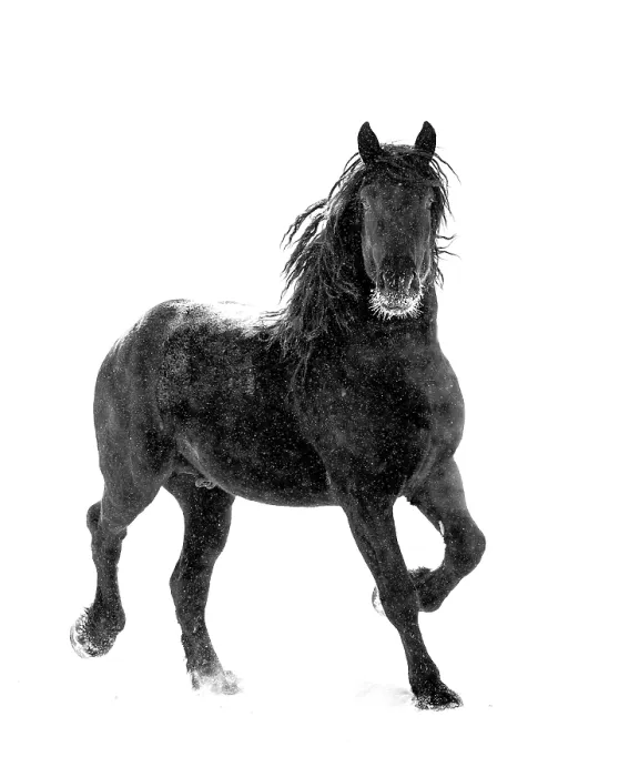 Framed Print : RF - Percheron horse trotting through snow. Alberta, Canada. Febraury. (This image may be licensed either as rights managed or royalty free.) Framed Print : RF - Percheron horse trotting through snow. Alberta, Canada. Febraury. (This image may be licensed either as rights managed or royalty free.)