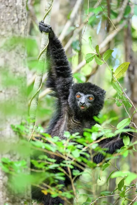 Framed Print : RF - Perrier's black sifaka (Propithecus perrieri) male, feeding in forest understorey, Andrafiamena-Andavakoera Protected Forest, northern Madagascar. Critically endangered Framed Print : RF - Perrier's black sifaka (Propithecus perrieri) male, feeding in forest understorey, Andrafiamena-Andavakoera Protected Forest, northern Madagascar. Critically endangered