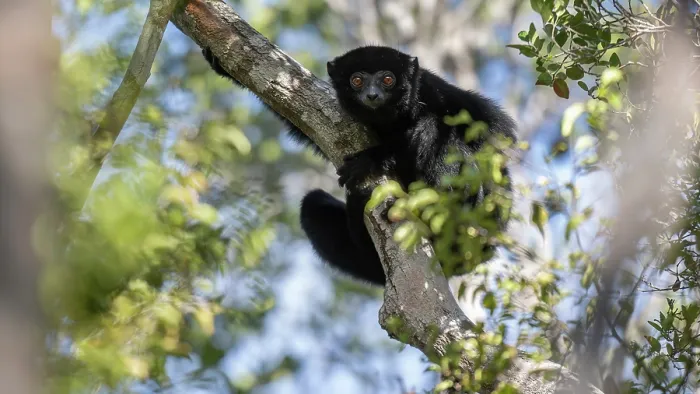 Framed Print : RF - Perrier's sifaka (Propithecus perrieri) sitting in tree, Analamerana special reserve, Madagascar. Critically endangered Framed Print : RF - Perrier's sifaka (Propithecus perrieri) sitting in tree, Analamerana special reserve, Madagascar. Critically endangered
