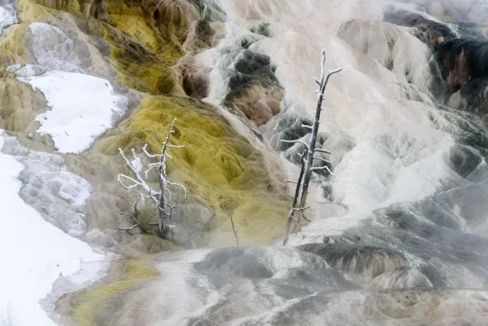 Framed Print : RF - Petrified trees and travetine cascade. Geothermal feature at Mammoth Hot Springs Framed Print : RF - Petrified trees and travetine cascade. Geothermal feature at Mammoth Hot Springs