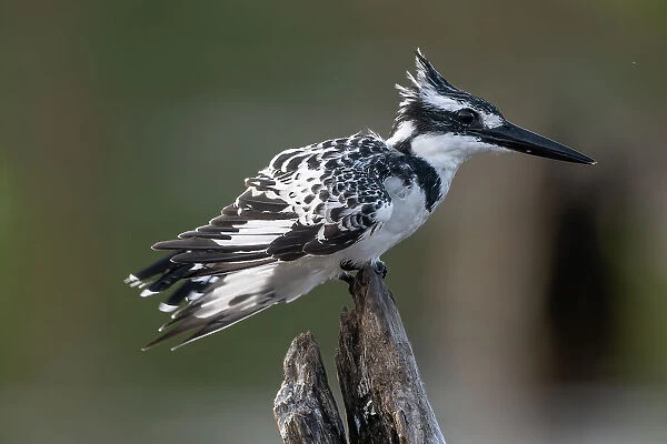RF - Pied kingfisher (Ceryle rudis) female, perched on dead branch, Allahein River, The Gambia. (This image may be licensed either as rights managed or royalty free. )
