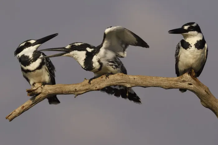 Framed Print : RF - Pied kingfisher (Ceryle rudis) group of three perched on branch, squabbling