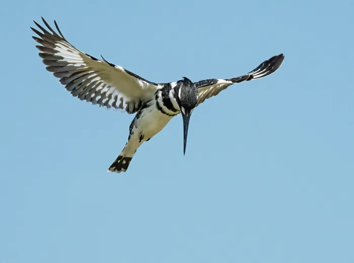 Framed Print : RF - Pied kingfisher (Ceryle rudis) hovering in flight, fishing with wings outstretched, Berg River, Cape Province, South Africa Framed Print : RF - Pied kingfisher (Ceryle rudis) hovering in flight, fishing with wings outstretched, Berg River, Cape Province, South Africa