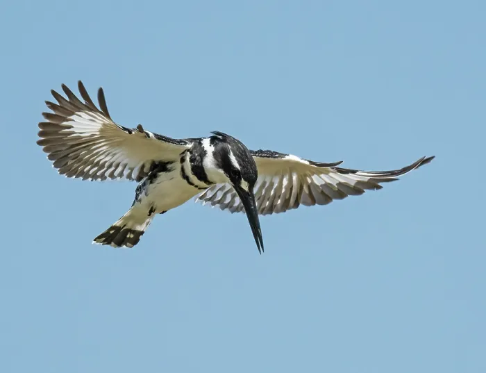 Framed Print : RF - Pied kingfisher (Ceryle rudis) hovering in flight, fishing with wings outstretched, Berg River, Cape Province, South Africa Framed Print : RF - Pied kingfisher (Ceryle rudis) hovering in flight, fishing with wings outstretched, Berg River, Cape Province, South Africa