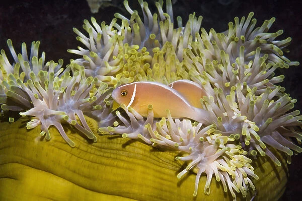 RF - Pink anemonefish (Amphiprion perideraion) with host anemone (Heteractis magnifica)