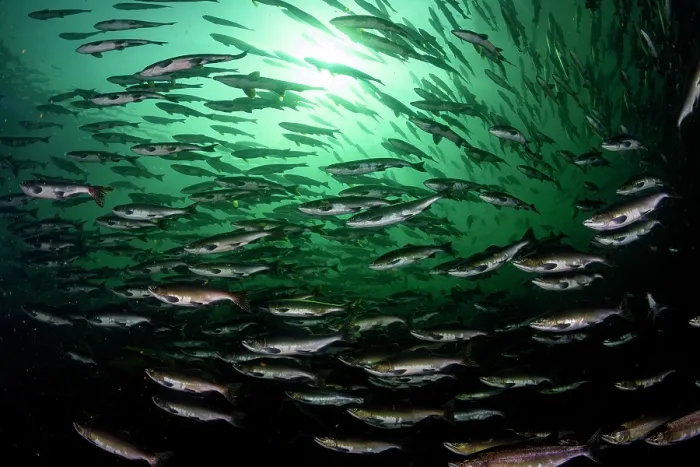 Framed Print : RF - Pink salmon (Oncorhynchus gorbuscha) huge shoal migrating up the Campbell River, Vancouver Island, British Columbia, Canada
