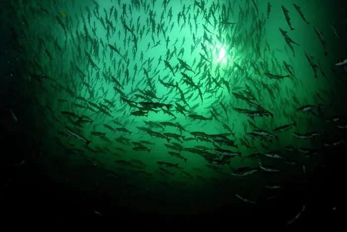 Framed Print : RF - Pink salmon (Oncorhynchus gorbuscha) huge shoal migrating up the Campbell River silhouetted in sunlight, Vancouver Island, British Columbia, Canada