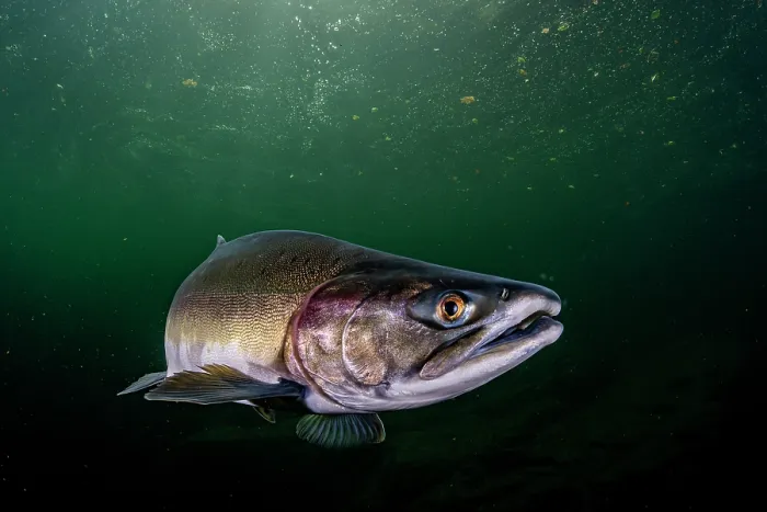 Framed Print : RF - Pink salmon (Oncorhynchus gorbuscha) migrating up the Campbell River, Vancouver Island, British Columbia, Canada Framed Print : RF - Pink salmon (Oncorhynchus gorbuscha) migrating up the Campbell River, Vancouver Island, British Columbia, Canada